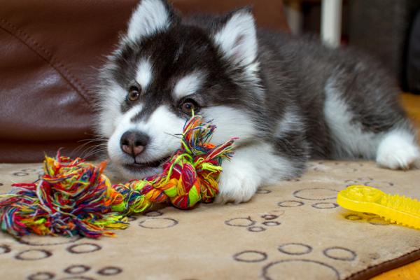 Siperian husky -pentun ruoka ja hoito - Siperian husky -koiranpennun hoito