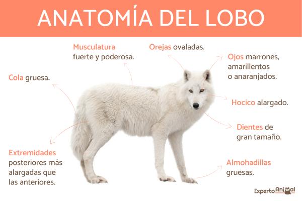 Suden ominaisuudet - Suden anatomia