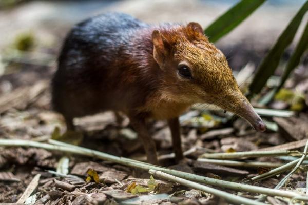 Maailman 18 harvinaista eläintä - 1. Elephant shrew