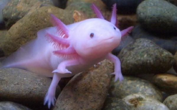 Maailman 18 harvinaista eläintä - 7. Axolotl