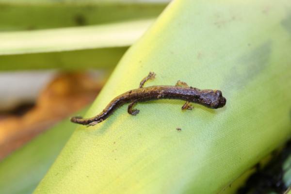 Guatemalan 12 uhanalaisinta eläintä - 5. Guatemalan salamander 