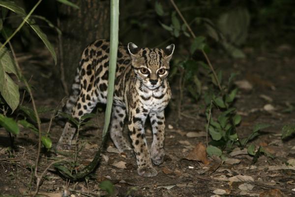 Guatemalan 12 uhanalaisinta eläintä - 1. Tigrillo tai tiikerkissa