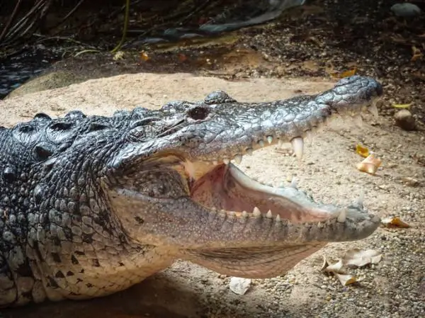 Guatemalan 12 uhanalaisinta eläintä - 3. Moreletti -krokotiili