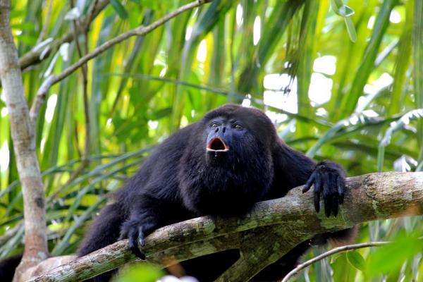 Guatemalan 12 uhanalaisinta eläintä - 2. Guatemalan musta ulvoava apina