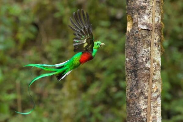 Guatemalan 12 uhanalaisinta eläintä - 8. Quetzal