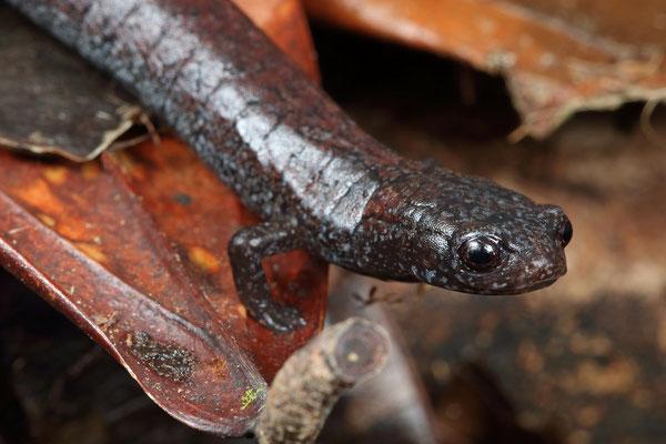 Guatemalan 12 uhanalaisinta eläintä - 11. Salamandra de los Cuchumatanes