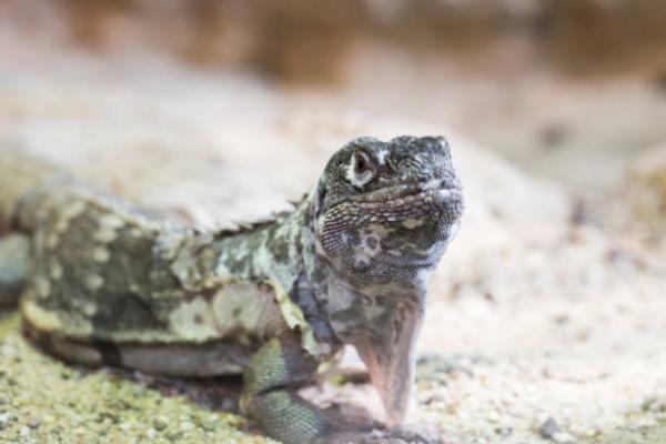 Guatemalan 12 uhanalaisinta eläintä - 12. Motagua Iguana