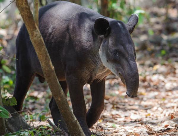Guatemalan 12 uhanalaisinta eläintä - 10. Tapir 