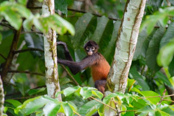 Guatemalan 12 uhanalaisinta eläintä - 9. Hämähäkki -apina