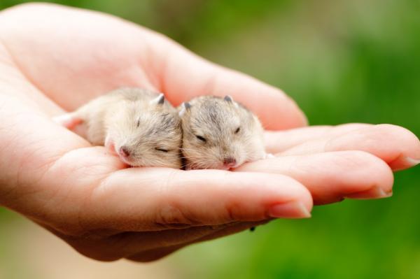 Onko hamsterit lepotilassa?  - Mitä tehdä, jos hamsteri on lepotilassa?