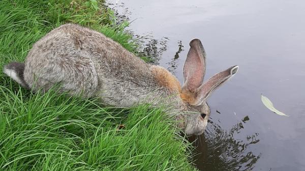 Kuinka jäähdyttää kani?  - Huolehdi nesteytyksestä