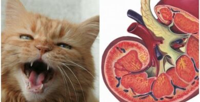 4 munuaissairauden oireita kissoilla
