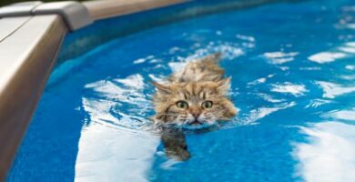 5 kissaa jotka pitavat vedesta eniten