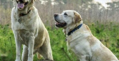 5 koirarotua jotka ovat yhteensopivia Labradorin kanssa