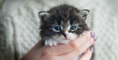 5 pieninta kissarotua maailmassa