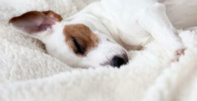 5 vaihetta erittain hermostuneen koiran rentouttamiseen