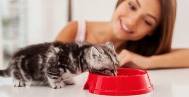 6 kotitekoista reseptia kissoille