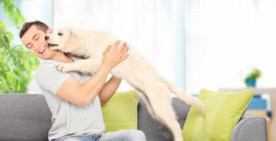 8 asiaa joita koirat tekevat saadakseen huomiota