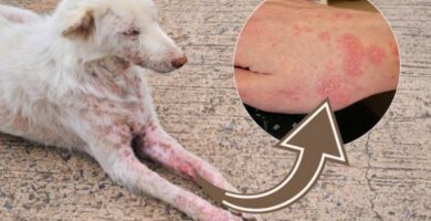 9 sairautta joita koirat valittavat ihmisille