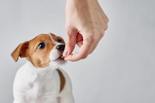 A vitamiini koirille Annostus ja suositukset
