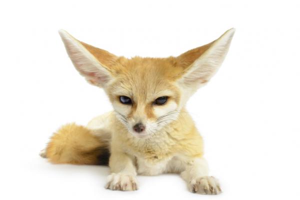 Aavikkokettu tai fennec