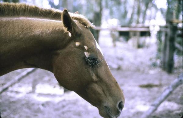 Afrikkalainen hevosrutto oireet ja diagnoosi