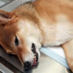 Aivohalvaus koirilla oireet syyt ja hoito
