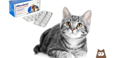 Albendatsoli kissoille annostus kaytto ja vasta aiheet