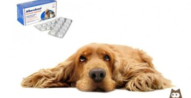 Albendatsoli koirille annostus kaytto ja vasta aiheet