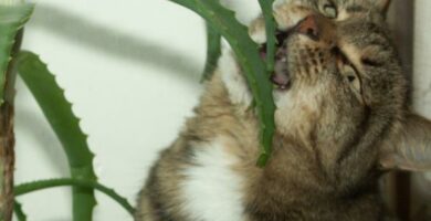 Aloe vera kissoille joilla on leukemia