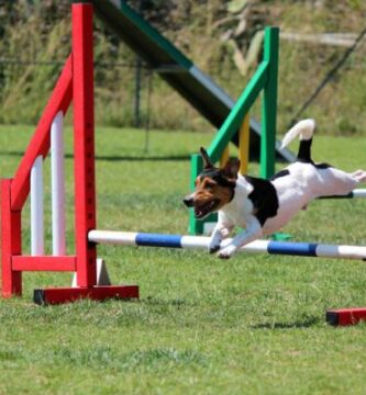 Aloita Agility