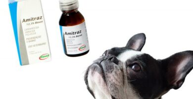 Amitraz koirilla annostus kaytto ja sivuvaikutukset