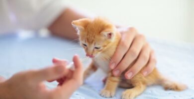 Amoksisilliini kissoille annostus kaytto ja sivuvaikutukset