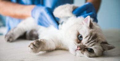 Anafylaktinen sokki kissoilla oireet ja hoito