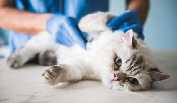 Anafylaktinen sokki kissoilla oireet ja hoito