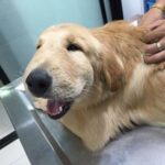 Anafylaktinen sokki koirilla oireet ja hoito