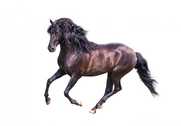 Andalusian hevonen
