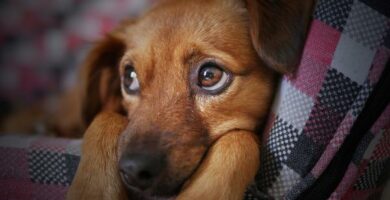 Anemia koirilla syyt oireet ja hoito