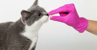 Antihistamiinit kissoille annostus merkit ja sivuvaikutukset