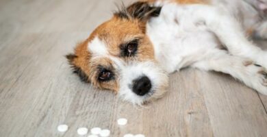Antihistamiinit koirille tuotemerkit annostus ja sivuvaikutukset