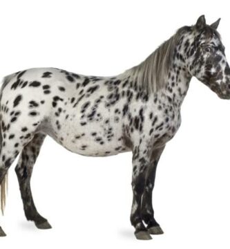 Appaloosa