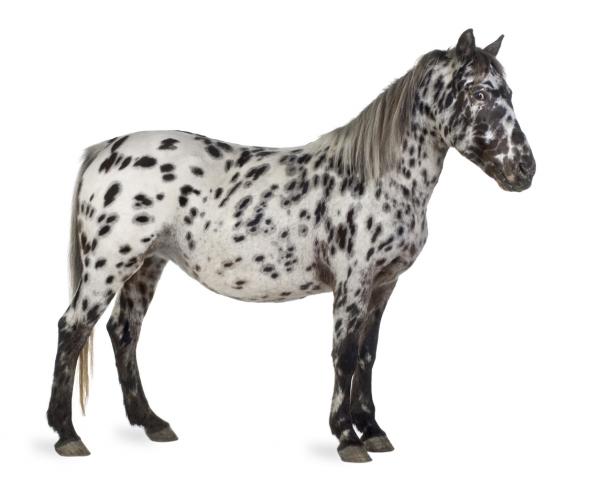 Appaloosa