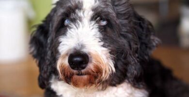 Aussiedoodle tai aussiepoo 40 Aussiedoodle tai aussiepoo
