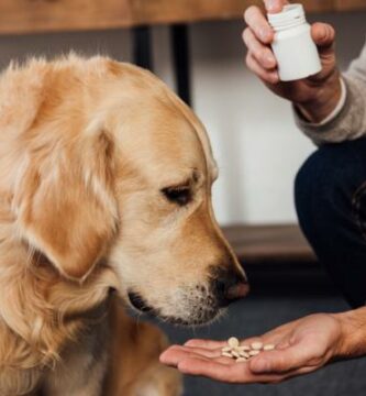 B vitamiini koirille annostus edut ja kayttotavat