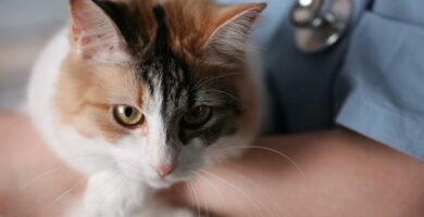 Bartonella kissoissa oireet syyt ja hoito