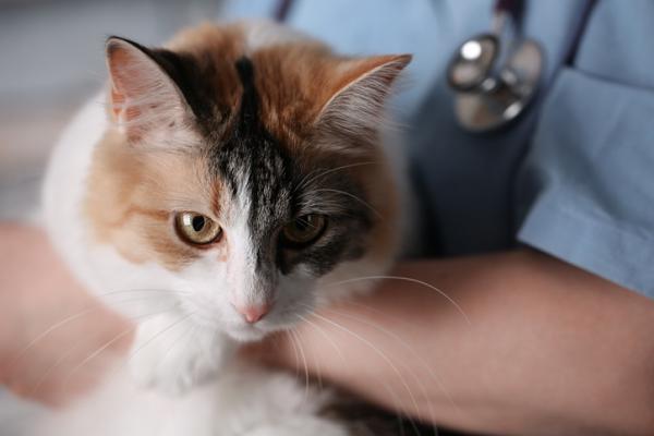 Bartonella kissoissa oireet syyt ja hoito