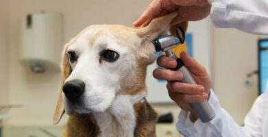 Beagle koirien yleiset sairaudet