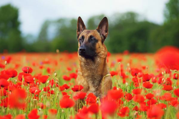 Belgian malinoisin yleisimmat sairaudet