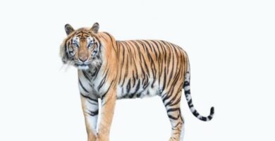 Bengalin tiikeri elinymparisto ja ominaisuudet