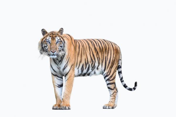 Bengalin tiikeri elinymparisto ja ominaisuudet
